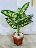 Luxury Flower Vase Decor